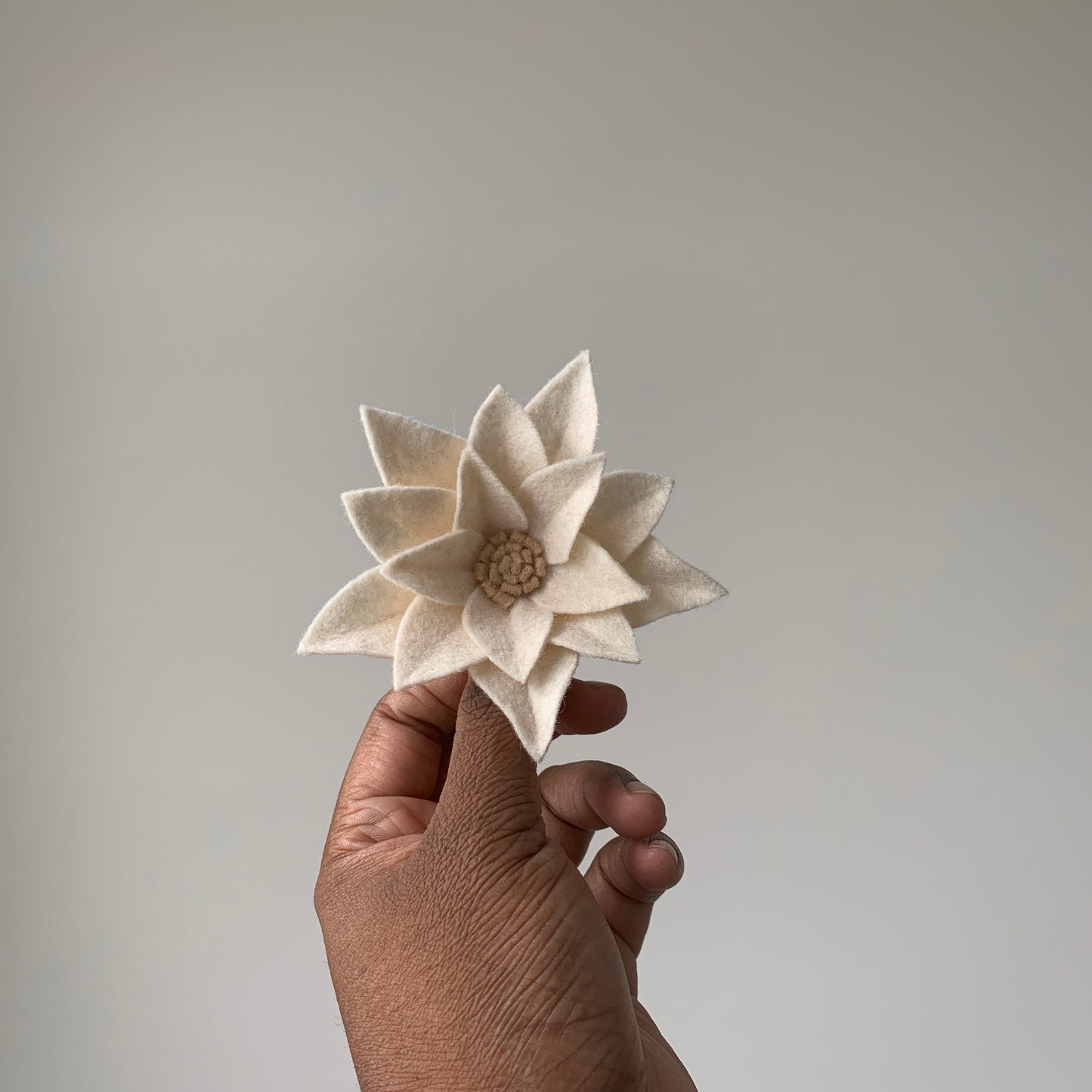medium white poinsettia